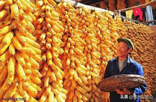河南省玉米现在单价是0.91/斤，疫情过去玉米涨价还是落价？为什么？