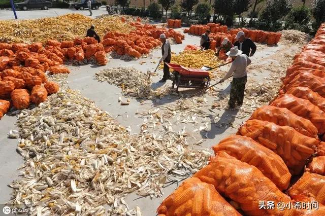河南省玉米现在单价是0.91/斤，疫情过去玉米涨价还是落价？为什么？