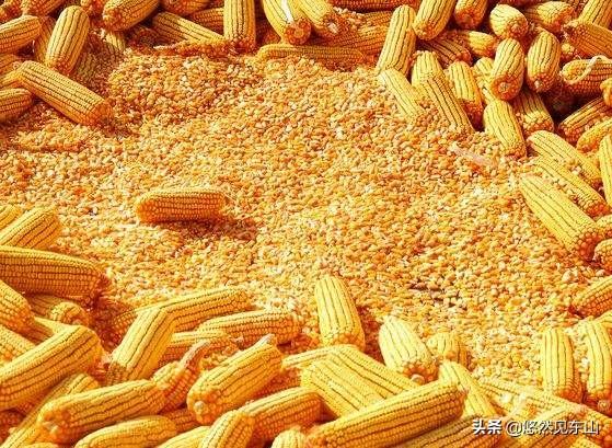 河南省玉米现在单价是0.91/斤，疫情过去玉米涨价还是落价？为什么？