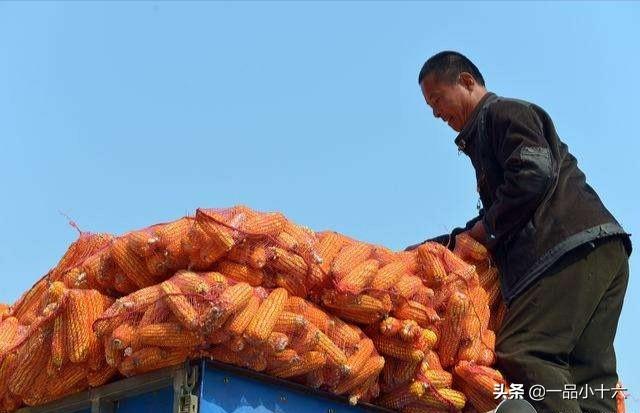 河南省玉米现在单价是0.91/斤，疫情过去玉米涨价还是落价？为什么？