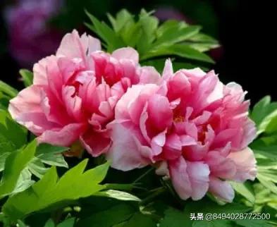 小寒快到了,老农说“小寒暖,立春雪”有道理吗?小寒不寒吗?