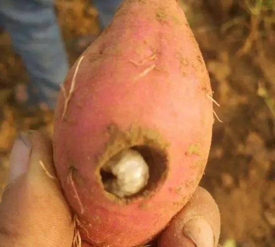 种植红薯怎么才能防治蛴螬对红薯的危害?
