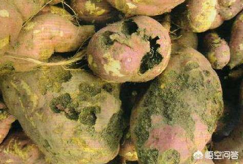 种植红薯怎么才能防治蛴螬对红薯的危害?