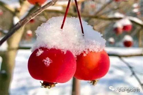 农村俗语“宁要重阳十三雨,不要立冬一日晴”,是啥意思,和农业收成有关吗?