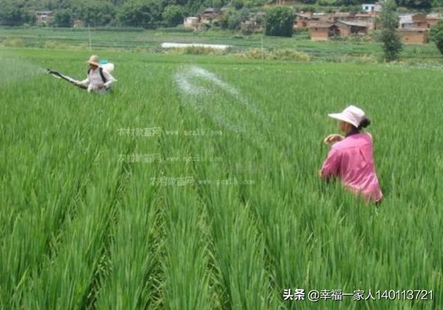 冬小麦一亩地要播种多少斤种子?多了或者少了有什么影响?