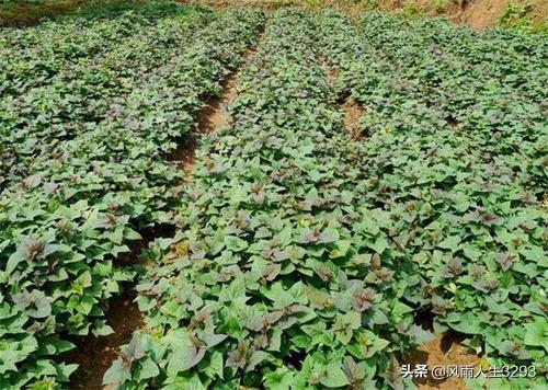 红薯怎样膨大拉长?可以用什么药?