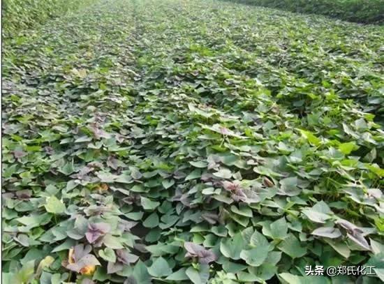 红薯怎样膨大拉长?可以用什么药?