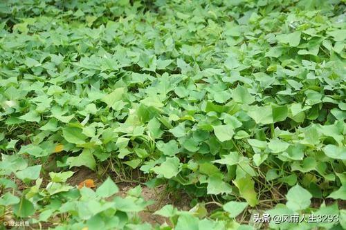 红薯怎样膨大拉长?可以用什么药?
