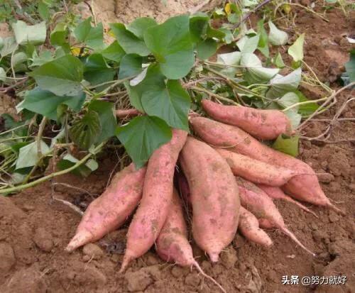 红薯怎样膨大拉长?可以用什么药?