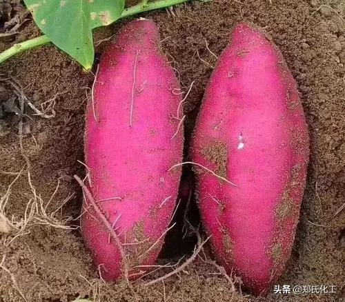 红薯怎样膨大拉长?可以用什么药?