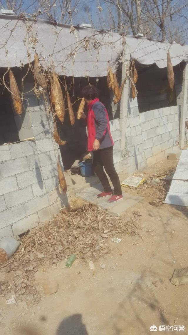 农村俗语“秋败茄子似毒药,秋败丝瓜胜良药”,是什么意思?