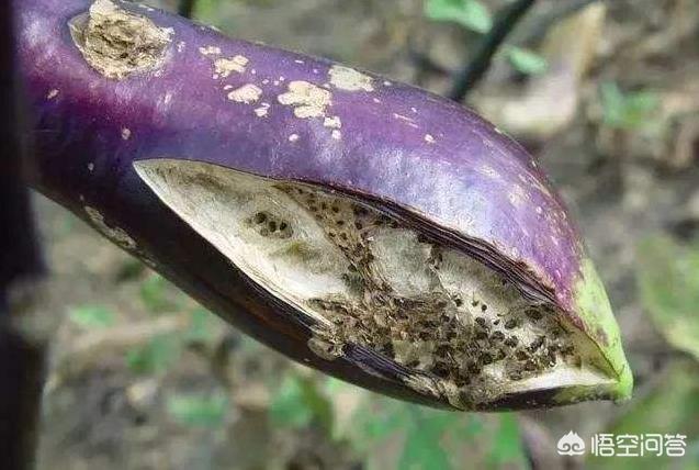 农村俗语“秋败茄子似毒药,秋败丝瓜胜良药”,是什么意思?