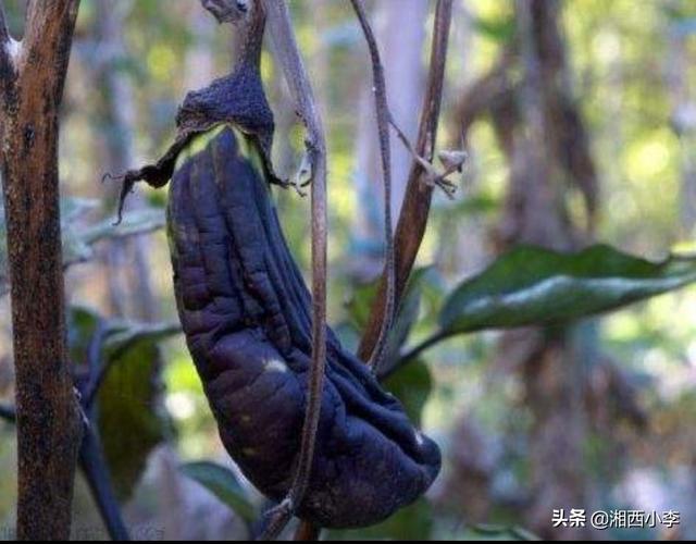 农村俗语“秋败茄子似毒药,秋败丝瓜胜良药”,是什么意思?
