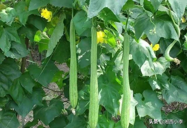 农村俗语“秋败茄子似毒药,秋败丝瓜胜良药”,是什么意思?