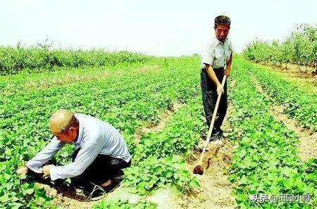 我们在种植红薯的膨大期,需要施肥吗,如何施肥才能高产?