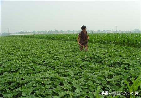 我们在种植红薯的膨大期,需要施肥吗,如何施肥才能高产?