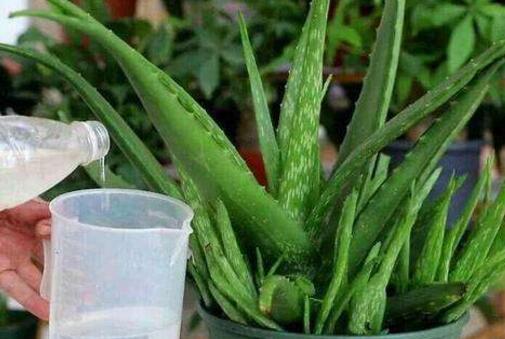 芦荟油是怎么制作的 芦荟油的作用