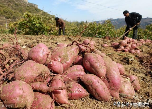 红薯不翻藤,会减产吗?怎样种,才能避免不翻藤?