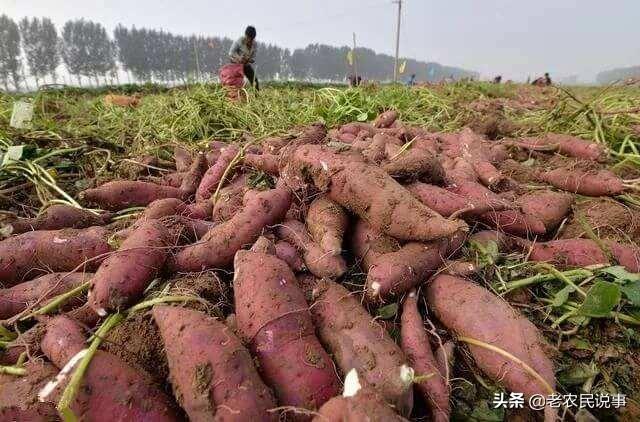 红薯不翻藤,会减产吗?怎样种,才能避免不翻藤?