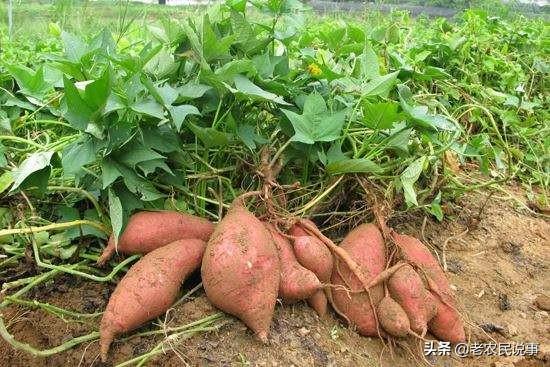 红薯不翻藤,会减产吗?怎样种,才能避免不翻藤?