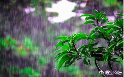农村俗语说的：夏至有雨三伏热，重阳无雨一冬晴，今年夏天会热吗？