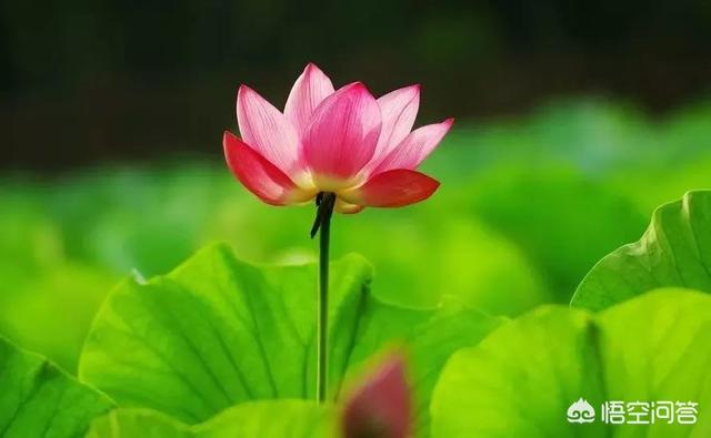 农村俗语说的：夏至有雨三伏热，重阳无雨一冬晴，今年夏天会热吗？
