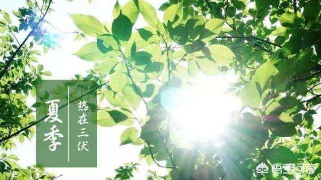 农村俗语说的：夏至有雨三伏热，重阳无雨一冬晴，今年夏天会热吗？