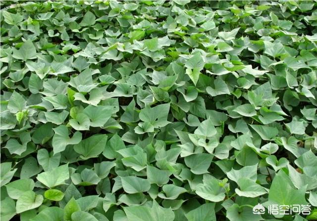 西瓜地里可不可以套种红薯苗?有什么好处吗?