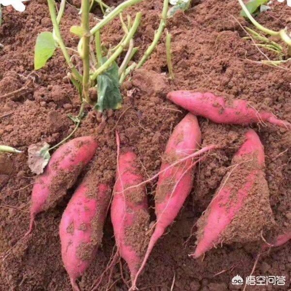 西瓜地里可不可以套种红薯苗?有什么好处吗?
