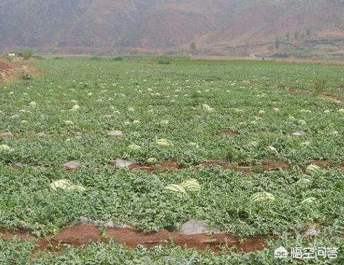西瓜地里可不可以套种红薯苗?有什么好处吗?