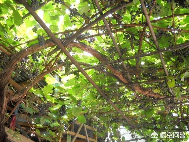 在农村院子里种的葡萄不结果是什么原因?