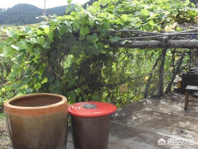 在农村院子里种的葡萄不结果是什么原因?