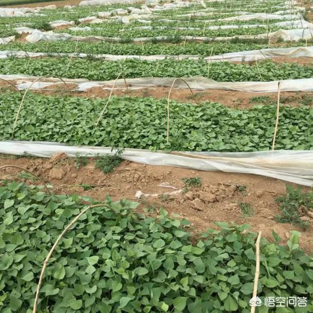 怎么挑选红薯秧苗?