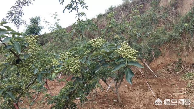 花椒落果严重是什么原因？