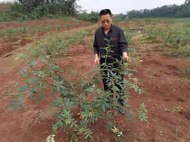 花椒落果严重是什么原因？