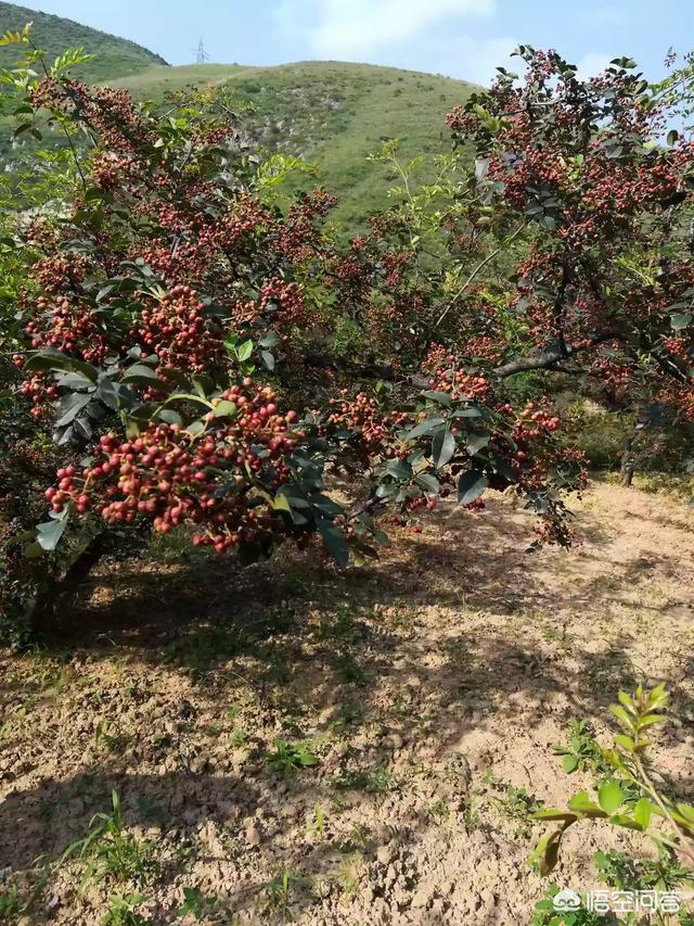 花椒落果严重是什么原因？
