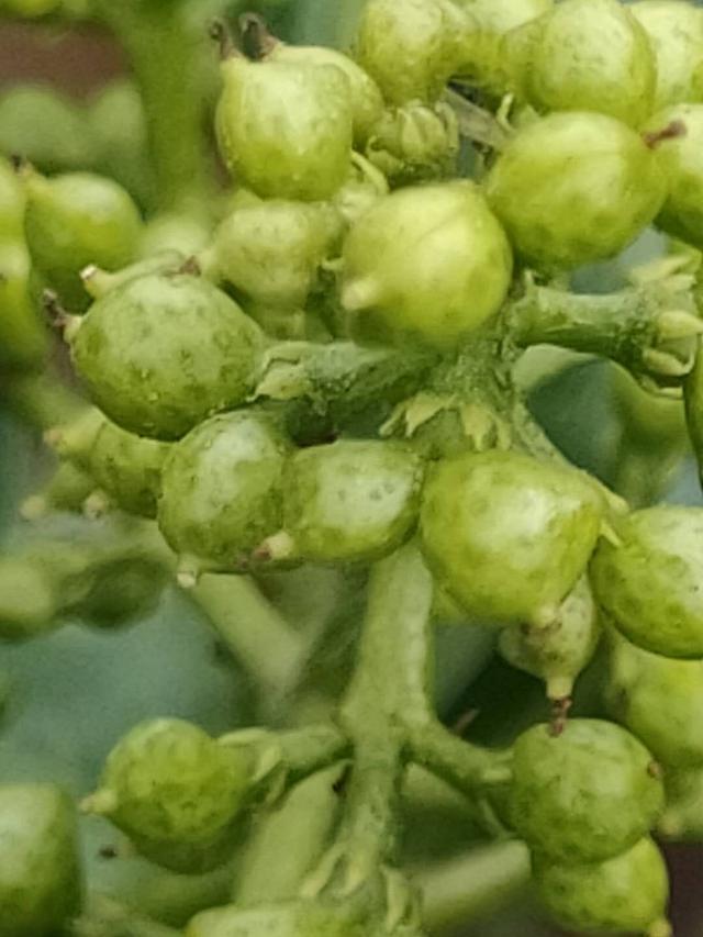 花椒落果严重是什么原因？