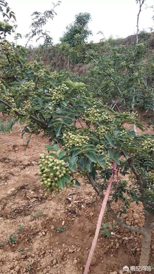 花椒落果严重是什么原因？