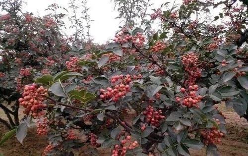 花椒落果严重是什么原因？