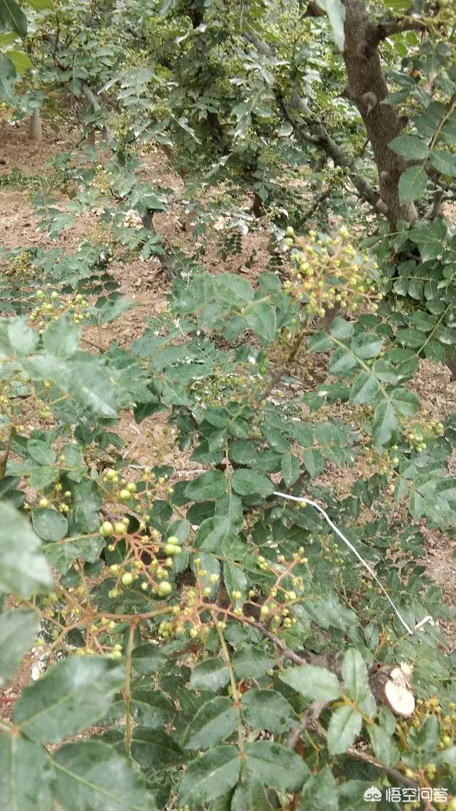 花椒落果严重是什么原因？