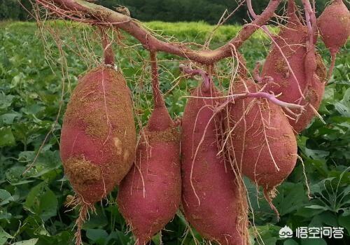 农村老话“红薯没有巧,只有插秧早”,这句话有道理吗?其他措施都不重要了吗?