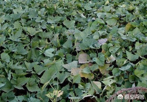 农村老话“红薯没有巧,只有插秧早”,这句话有道理吗?其他措施都不重要了吗?