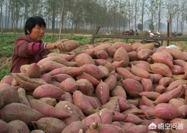 农村人讲,“谷雨栽上红薯秧,一棵能收一大筐”是真的么?为什么?