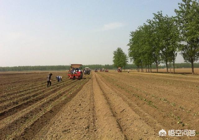 农村人讲,“谷雨栽上红薯秧,一棵能收一大筐”是真的么?为什么?