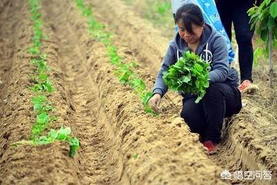 种红薯前应该怎么整地,才能达到优质高产的目标?