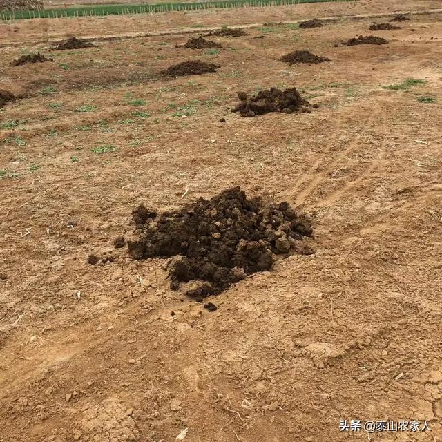 栽种红薯前底肥应该如何选择?种红薯怎么施底肥才能优质高产?