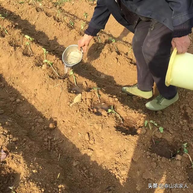 栽种红薯前底肥应该如何选择?种红薯怎么施底肥才能优质高产?