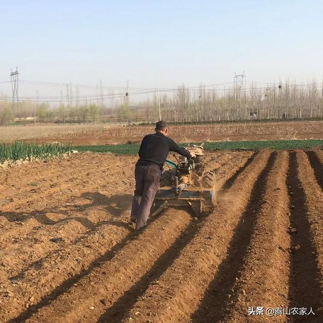 栽种红薯前底肥应该如何选择?种红薯怎么施底肥才能优质高产?