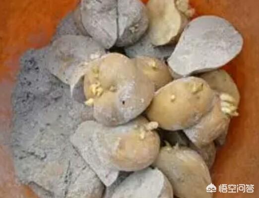 农村里种植马铃薯,为什么要在马铃薯块上裹上草木灰?