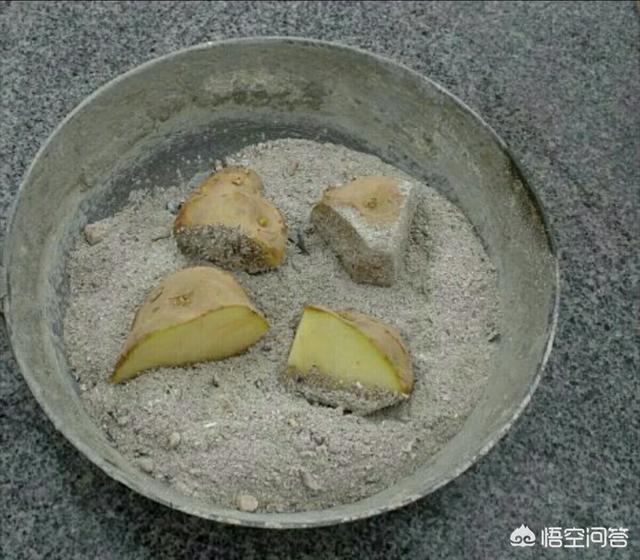 农村里种植马铃薯,为什么要在马铃薯块上裹上草木灰?
